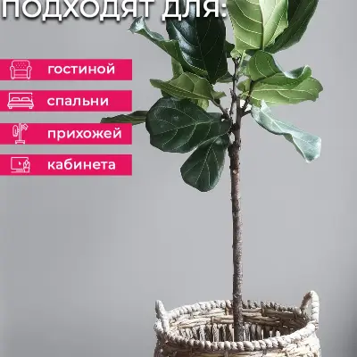 Обои E201808 Solo Ива — фото 6