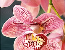 Фотообои 110003 Орхидея над водой OVK Design