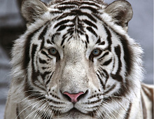 Белый тигр Фотообои Decocode 31-0006-NB