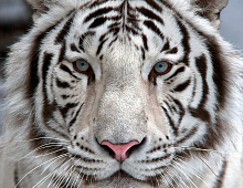 Фотообои 140118 Бенгальский тигр OVK Design