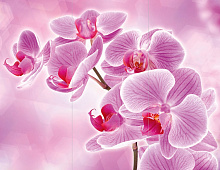 Фотообои 250136 Орхидея OVK Design