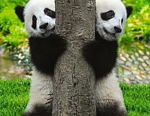 Две панды Фотообои Decocode 21-0167-NG