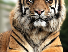 Гордый тигр Фотообои Decocode 21-0213-NY