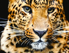Леопард  Фотообои Decocode 11-0161-NE